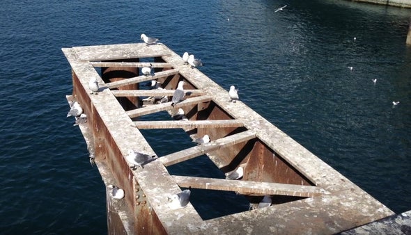 Seabird Feathers Reveal Less-Resilient Ocean