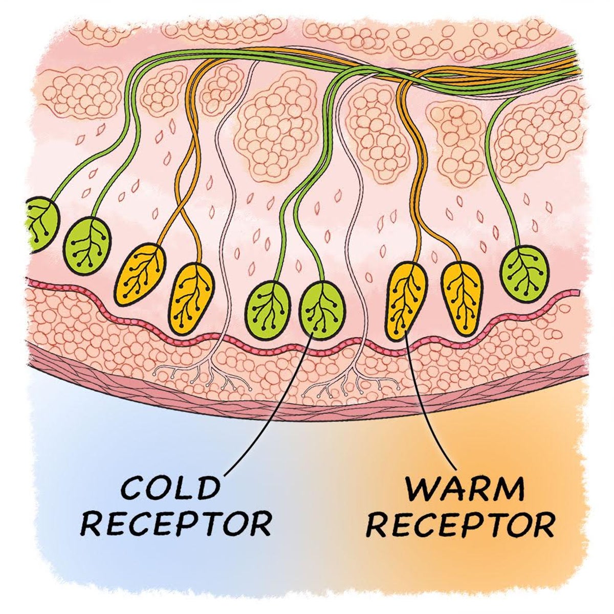 Why does a liquid remain hot or cold for a long time inside a