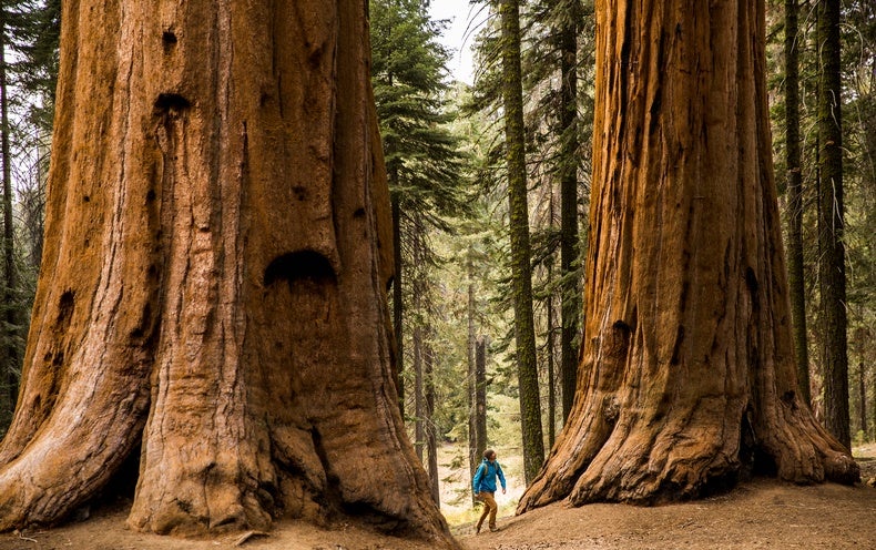 Meet the Giant Sequoia, the ‘Super Tree’ Built to Withstand Fire