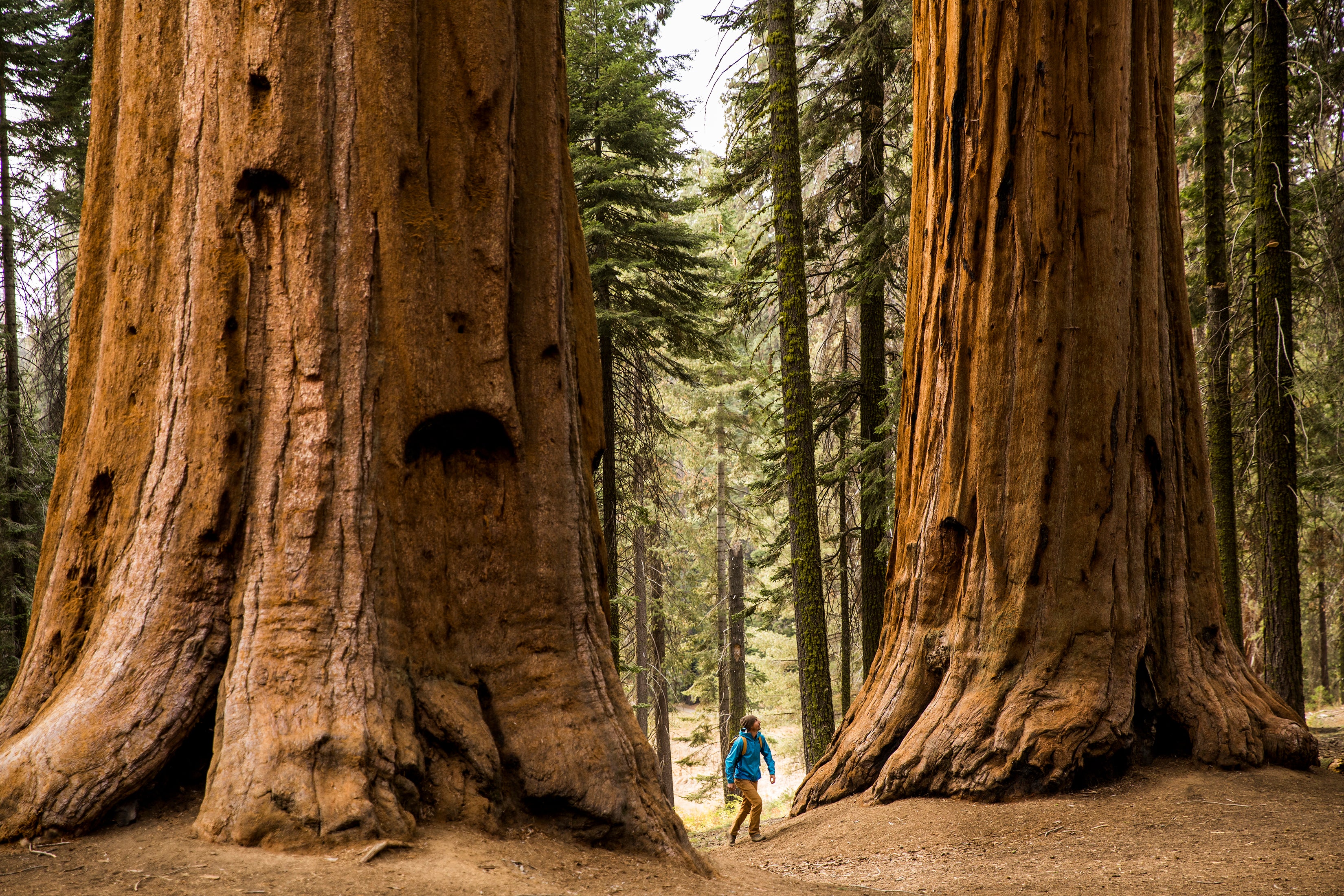 Meet the Giant Sequoia, the 'Super Tree' Built to Withstand Fire - Scientific American