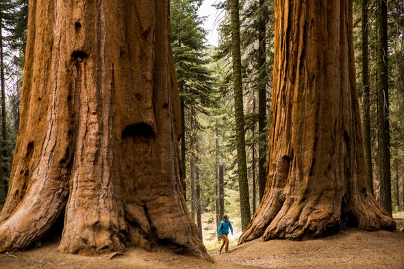 Meet the Giant Sequoia, the 'Super Tree' Built to Withstand Fire