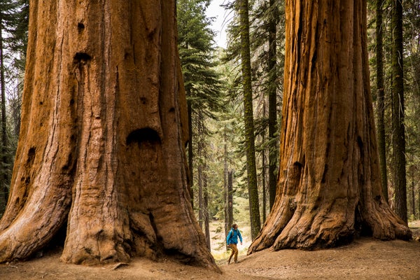 A man hiking beneath giant Sequoia trees.