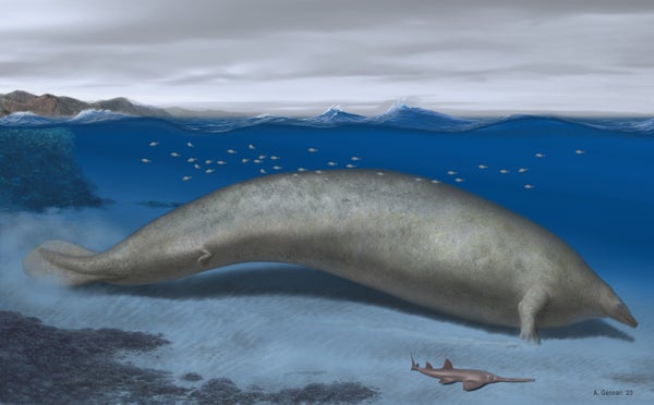 An illustration of a large extinct whale.