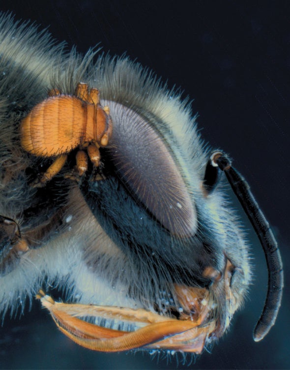 Honeybee Parasites Have Record-Breaking Clinginess