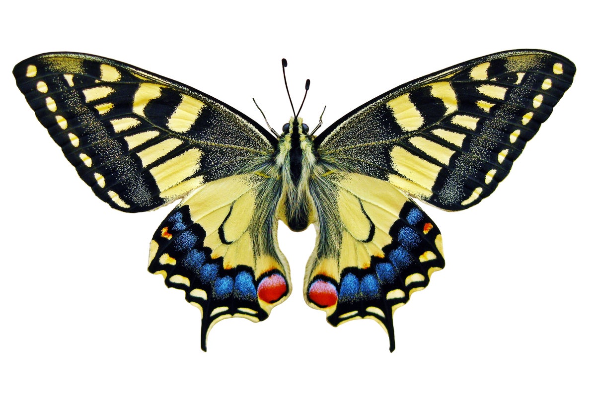 Evolution: Fossils reveal butterflies' history