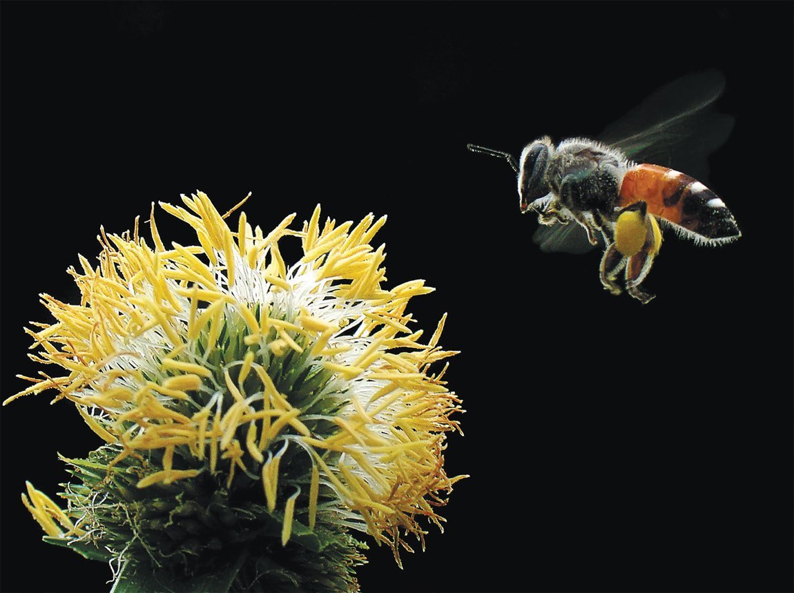 Bee Pollination Science Experiment