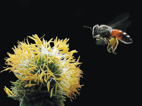The Irreplaceable Bee, an Epic Physics Experiment, and Other New Science Books