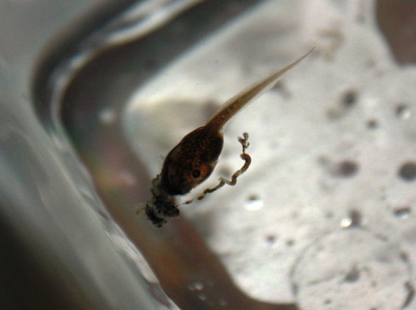Tadpoles Turn to Cannibalism Only When Desperate