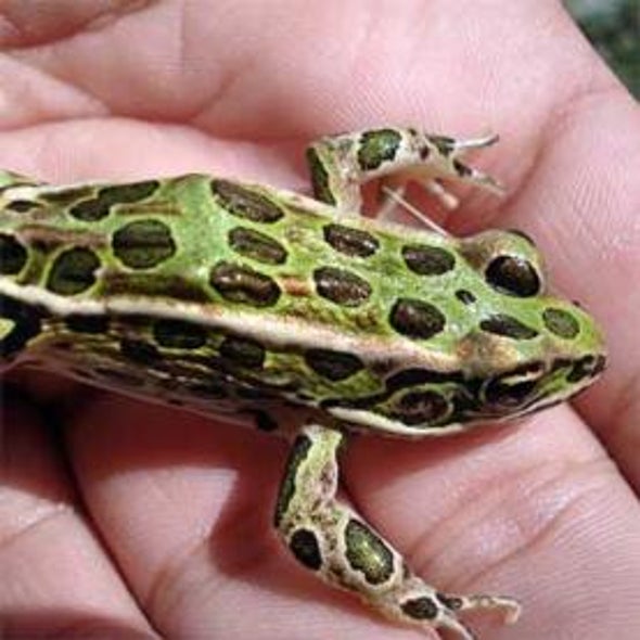 FrogWatch Canada
