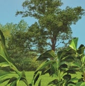 EARTH PLANTS