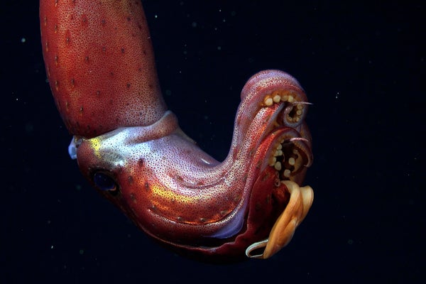 A squid whose skin texture resembles a strawberry swimming