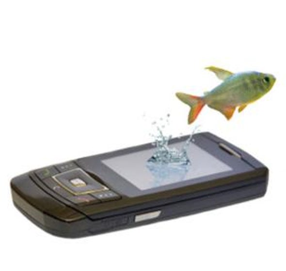 Sustainable fishing at your fingertips: The best fish to buy? Ask your cell phone