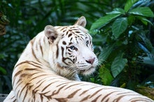 The Tragedy of the White Tiger