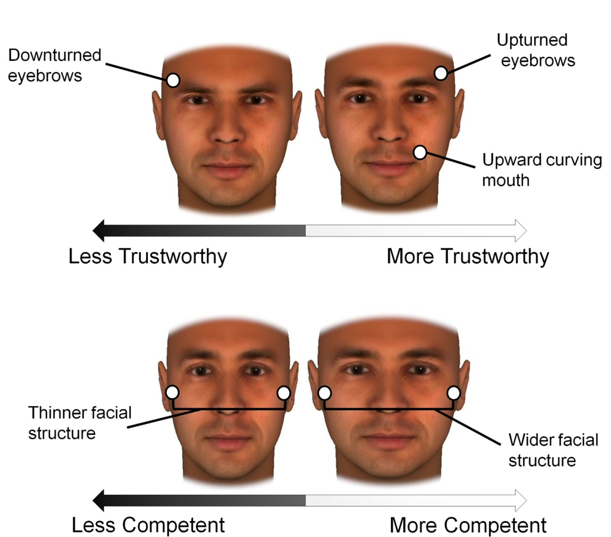 Your Facial Bone Structure Has a Big Influence on How People See