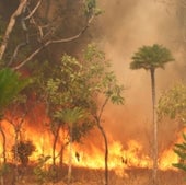 Fire is a frequent and widespread natural disturbance in tropical grassy biomes.