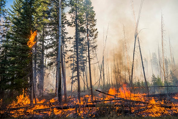 Lightning-Caused Fires Rise in Arctic as the Region Warms - Scientific  American