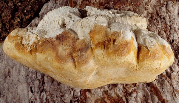 The fruiting body of an agarikon fungus.
