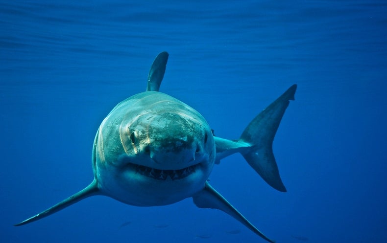 Shark Fight: Scientists Complain about Rival Great White Tagging ...