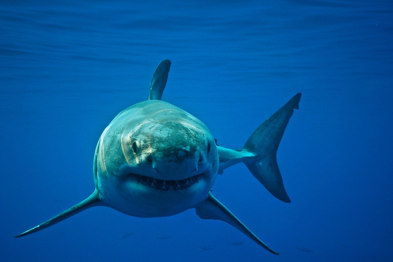 Shark Fight: Scientists Complain about Rival Great White Tagging ...