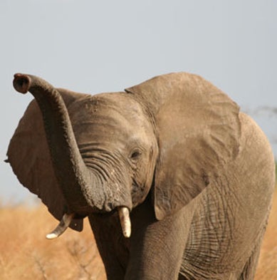 One Quarter of World's Mammals Face Extinction