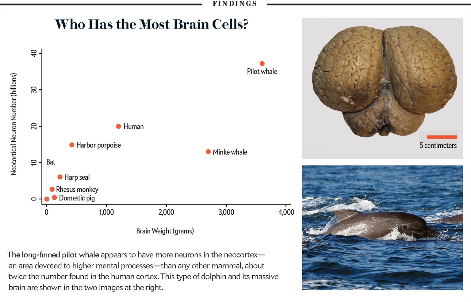 Does size. Размер мозга 650 см. Size of Brain Cells.