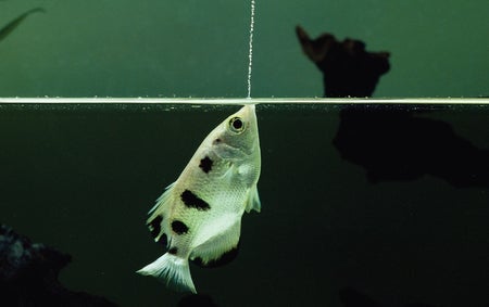 Fishes Use Problem Solving and Invent Tools