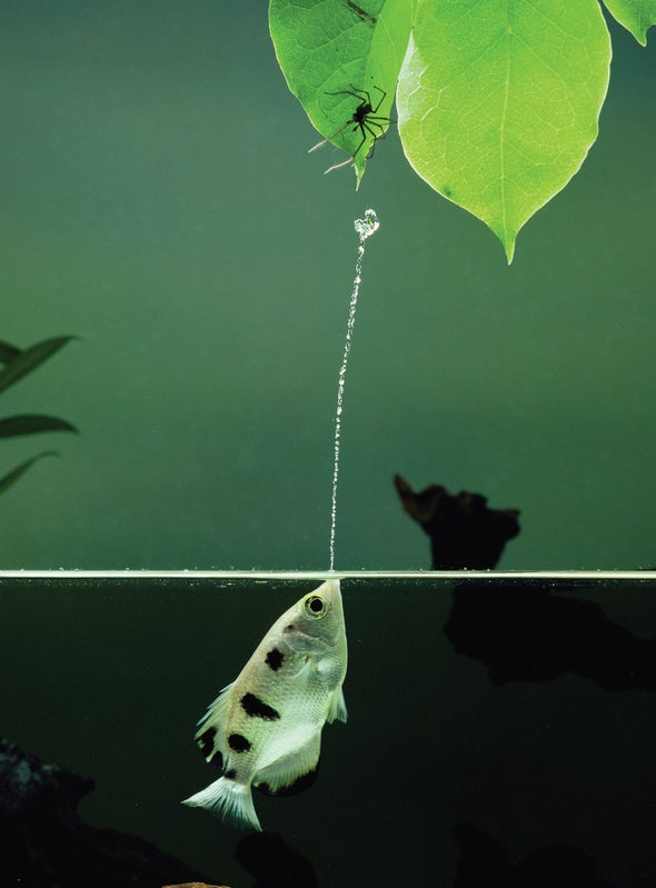 Fishes Use Problem-Solving and Invent Tools