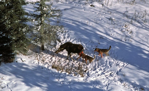 Wolf Transplant Could Reset Iconic Island Study