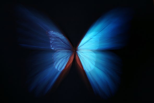 The Quantum Butterfly Noneffect