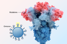 Omicron's Surprising Anatomy Explains Why It Is Wildly Contagious