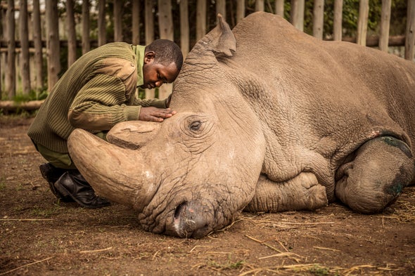 The World Bids Farewell to the Last Male Northern White Rhino