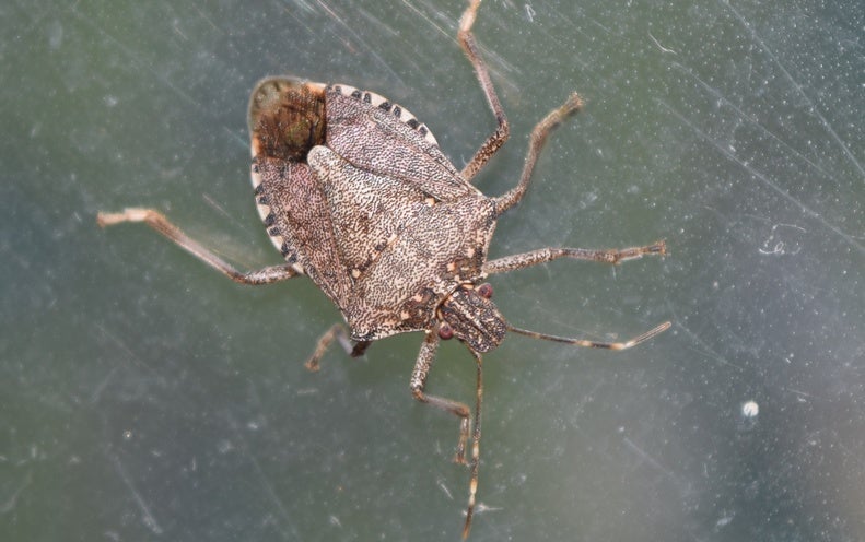 Scientists Pick Up the Genetic Scent of Stinkbug Invaders - Scientific ...