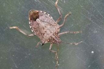 Scientists Pick Up the Genetic Scent of Stinkbug Invaders