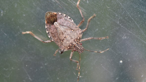 Scientists Pick Up the Genetic Scent of Stinkbug Invaders