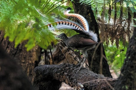 Medium-sized brown bird with colorful plumage standing on a log in a forest.