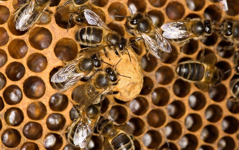 Baby Bees Deprive Caregivers of Sleep - Scientific American