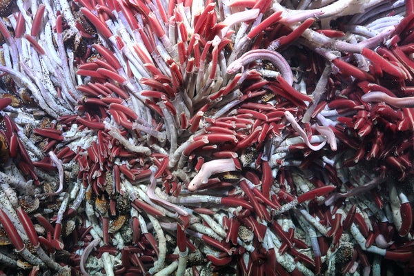 Underwater view of pink and magenta tube worms