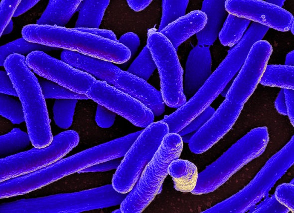 Gut Fungus Suspected in Crohn's Disease