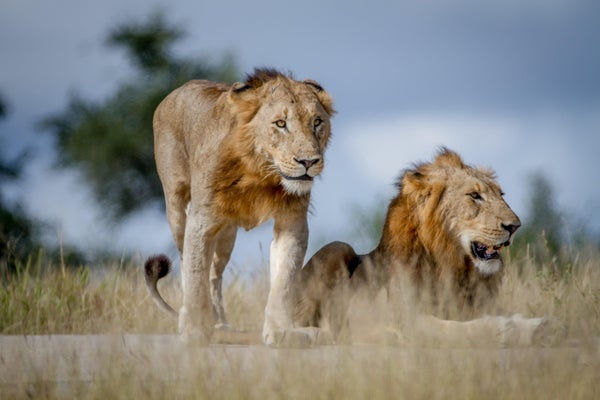Two Lion brothers on the road in the Kruger National Park, South Africa.
