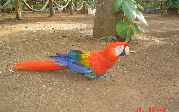 Ancient Americans Bred Symbolically Important Scarlet Macaws