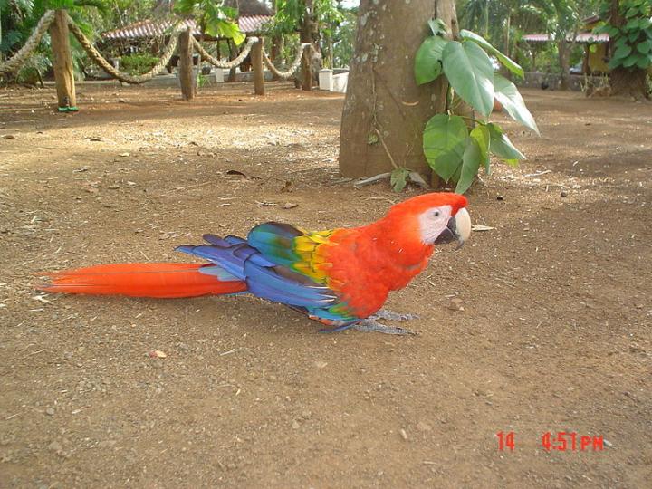 Ancient Americans Bred Symbolically Important Scarlet Macaws