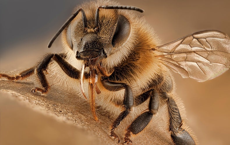 Virus-Infected Bees Practice Social Distancing - Scientific American