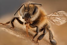 Virus-Infected Bees Practice Social Distancing
