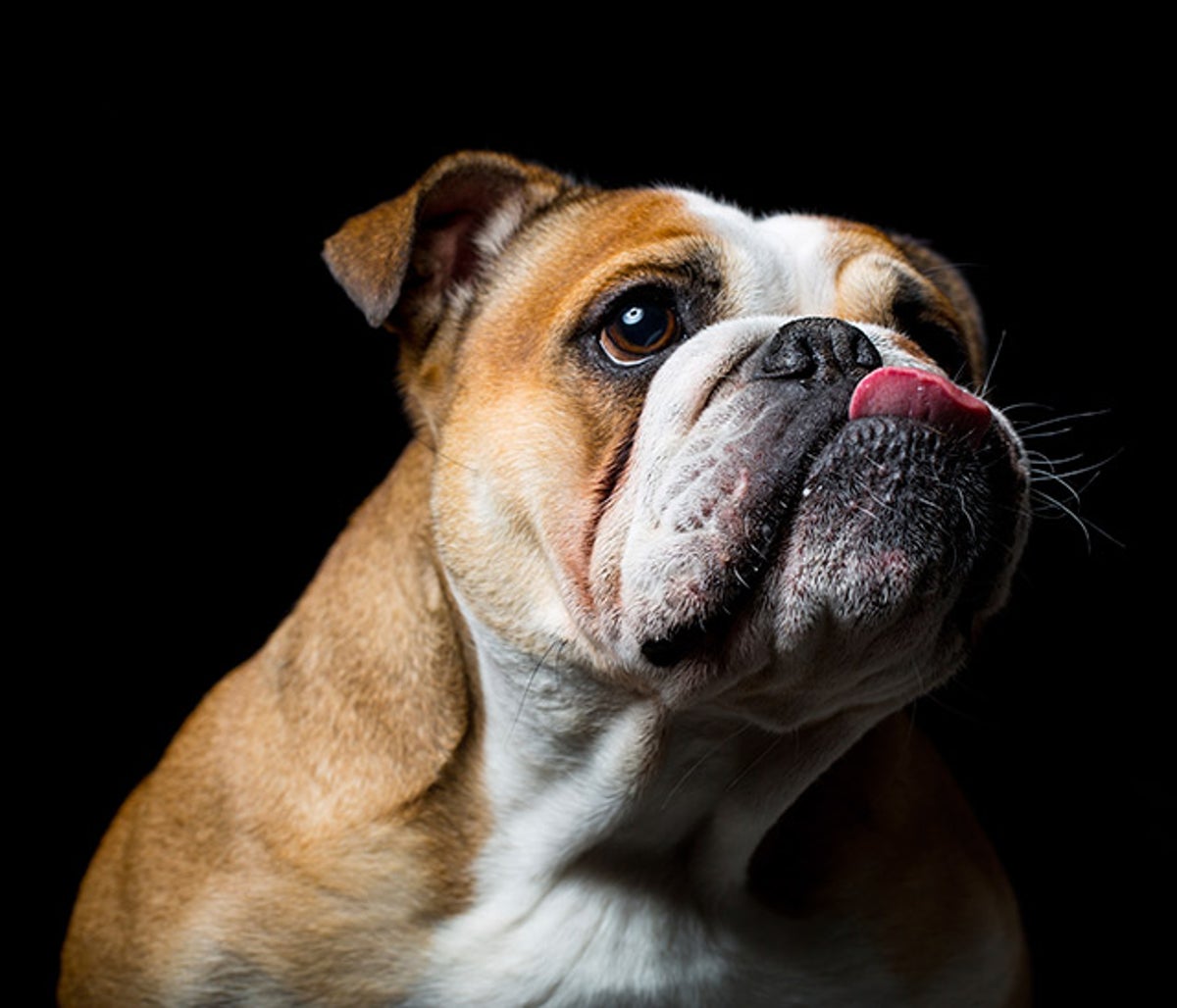 Why to Keep Pennies Away from Dogs Scientific American