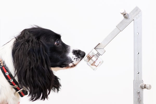 A dog correctly detects a sample of malaria from sample pots at the "Medical Detection Dogs" charity headquarters in Milton Keynes, England.