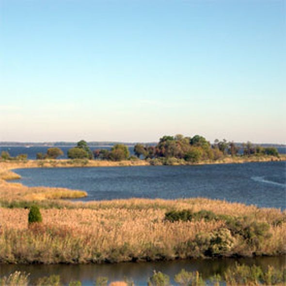 The UVA Bay Game