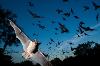 Bats Are Migrating Earlier, and It Could Wreak Havoc on Farming