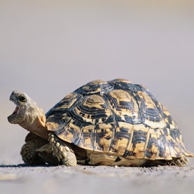 Tortoises Don't Catch Yawns - Scientific American