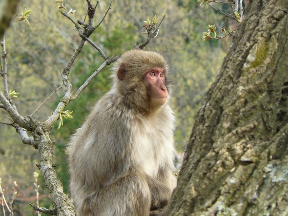 Can Monkeys and Apes Be Introverts?