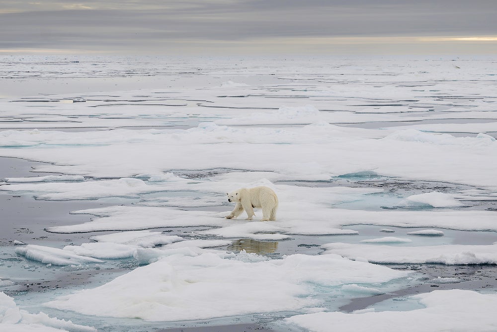 From Wildfires to Melting Sea Ice, the Warmest Summer on Record Has Had ...